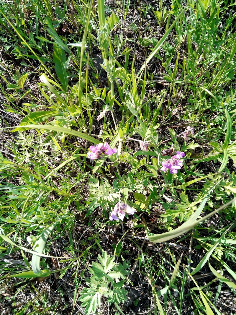 Lathyrus palustris subsp. palustris photo 4