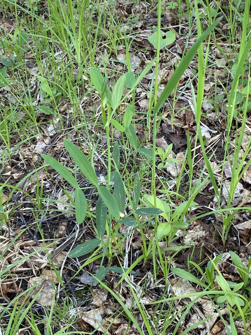 Lathyrus palustris subsp. palustris photo 5