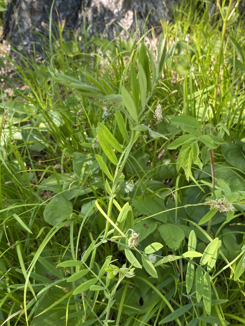 Lathyrus palustris subsp. palustris photo 6