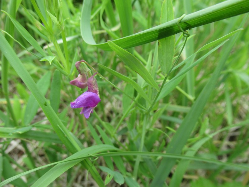 Lathyrus palustris subsp. palustris photo 7