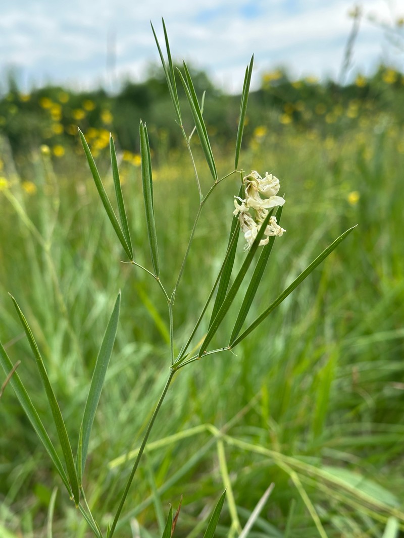 Lathyrus pannonicus subsp. pannonicus