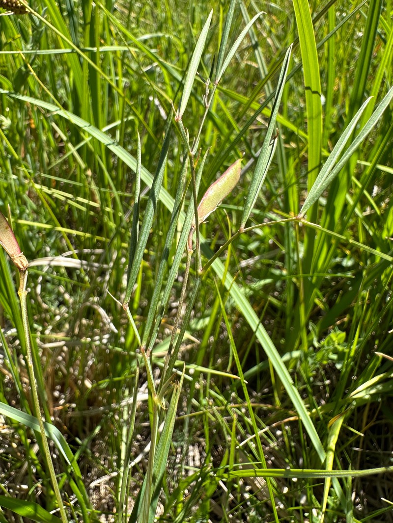Lathyrus pannonicus subsp. pannonicus photo 2