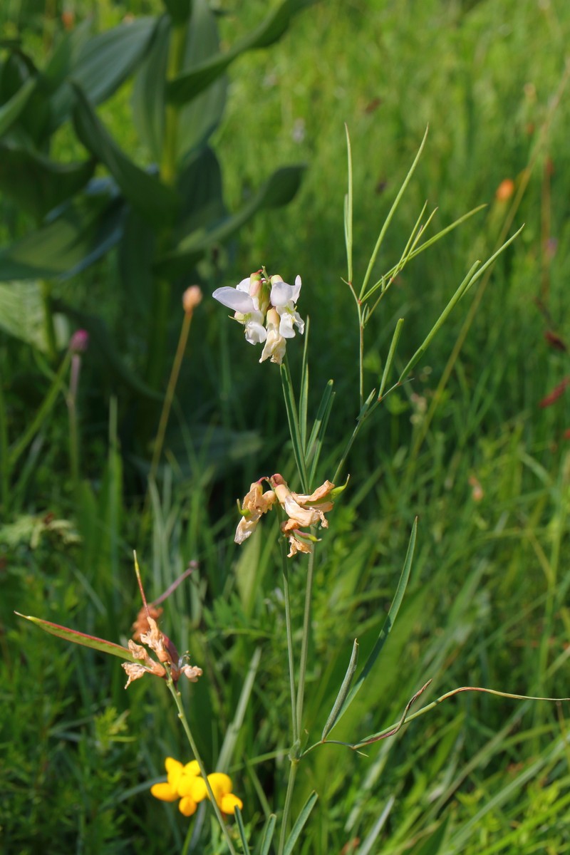 Lathyrus pannonicus subsp. pannonicus photo 3