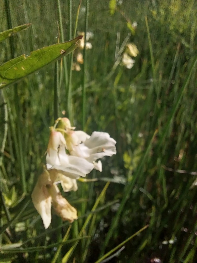 Lathyrus pannonicus subsp. pannonicus photo 4