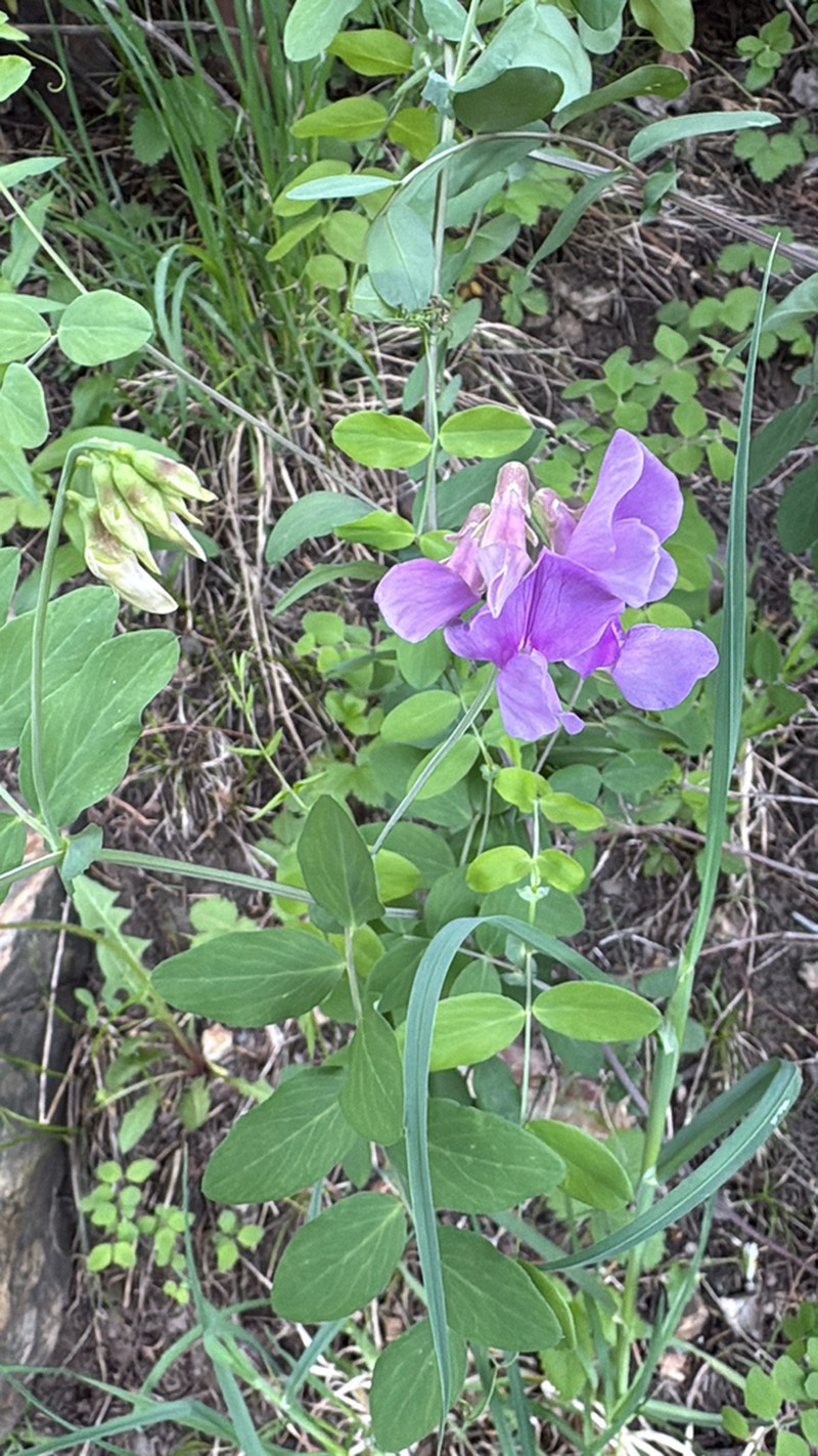 Fewflower Pea photo 2