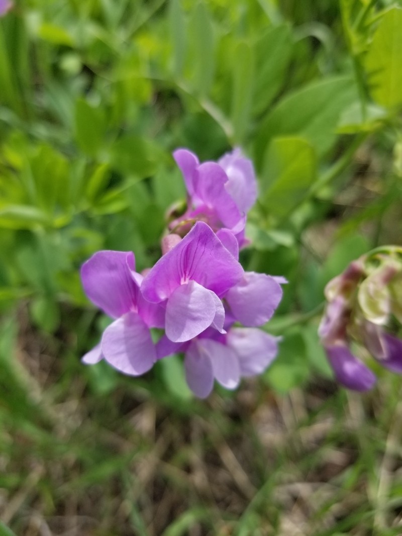 Fewflower Pea photo 3