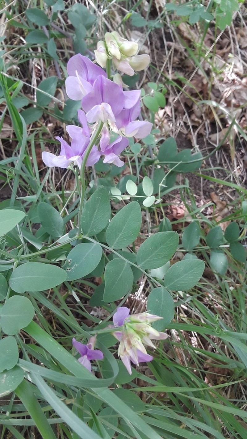 Fewflower Pea photo 4