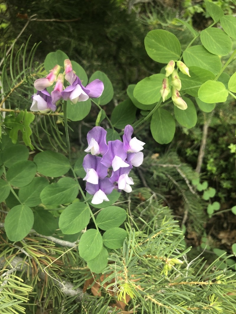 Fewflower Pea photo 5