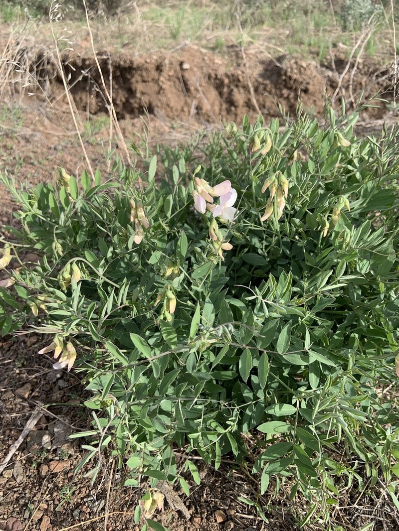 Fewflower Pea photo 6