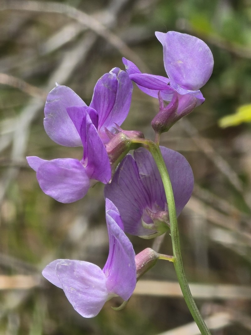 Fewflower Pea photo 7