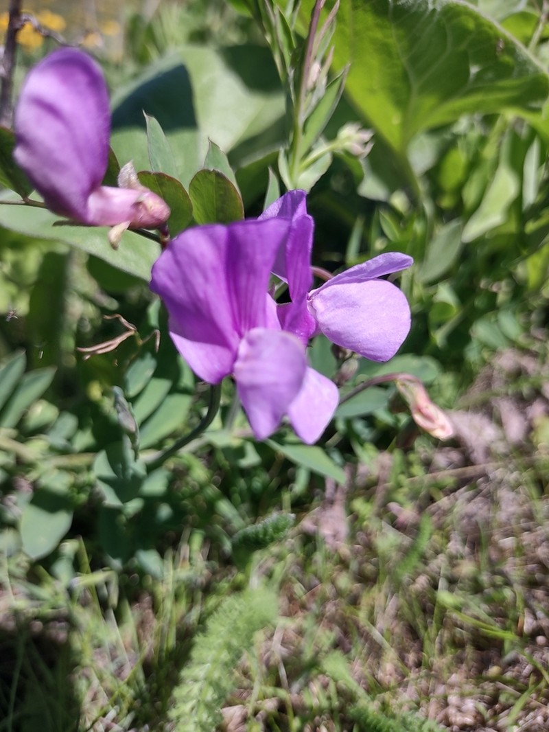 Fewflower Pea photo 8