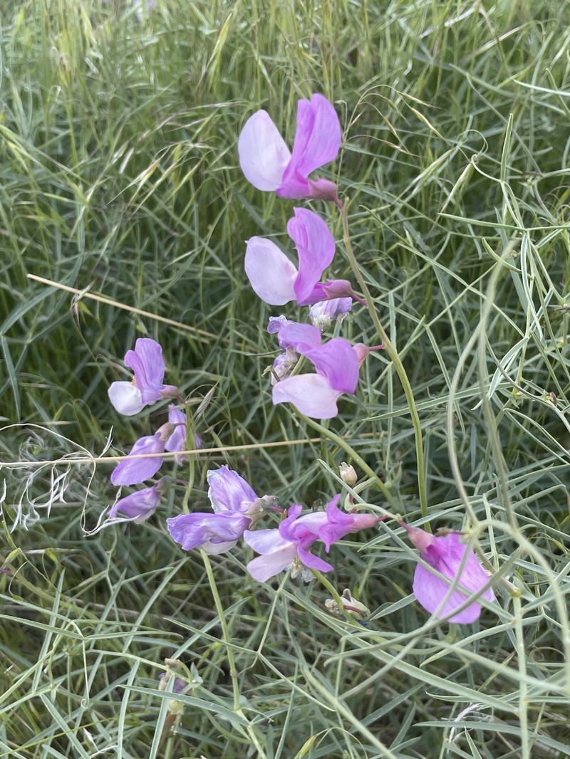 Lathyrus pauciflorus var. pauciflorus