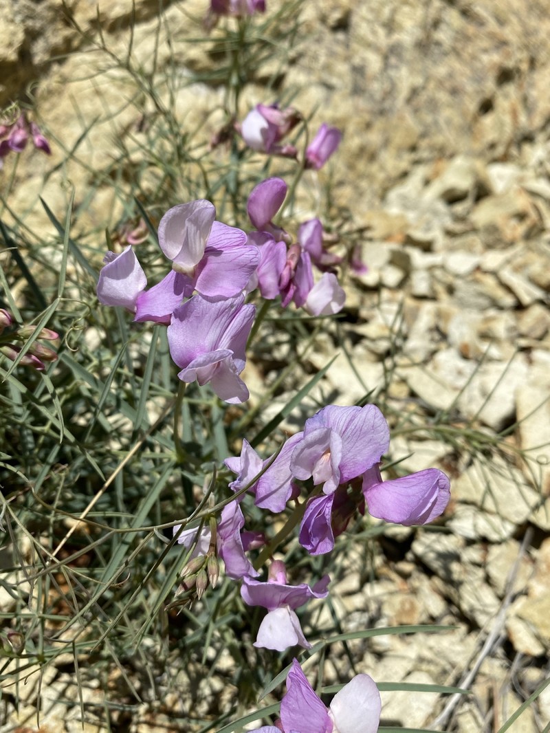 Lathyrus pauciflorus var. pauciflorus photo 2
