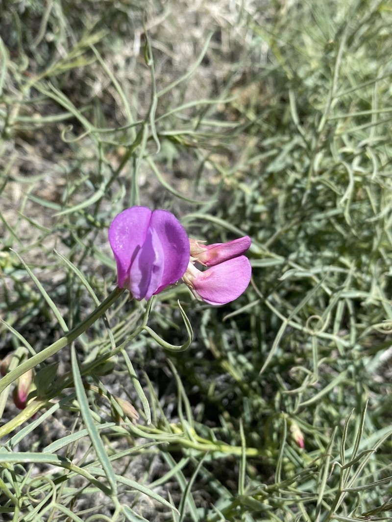 Lathyrus pauciflorus var. pauciflorus photo 3