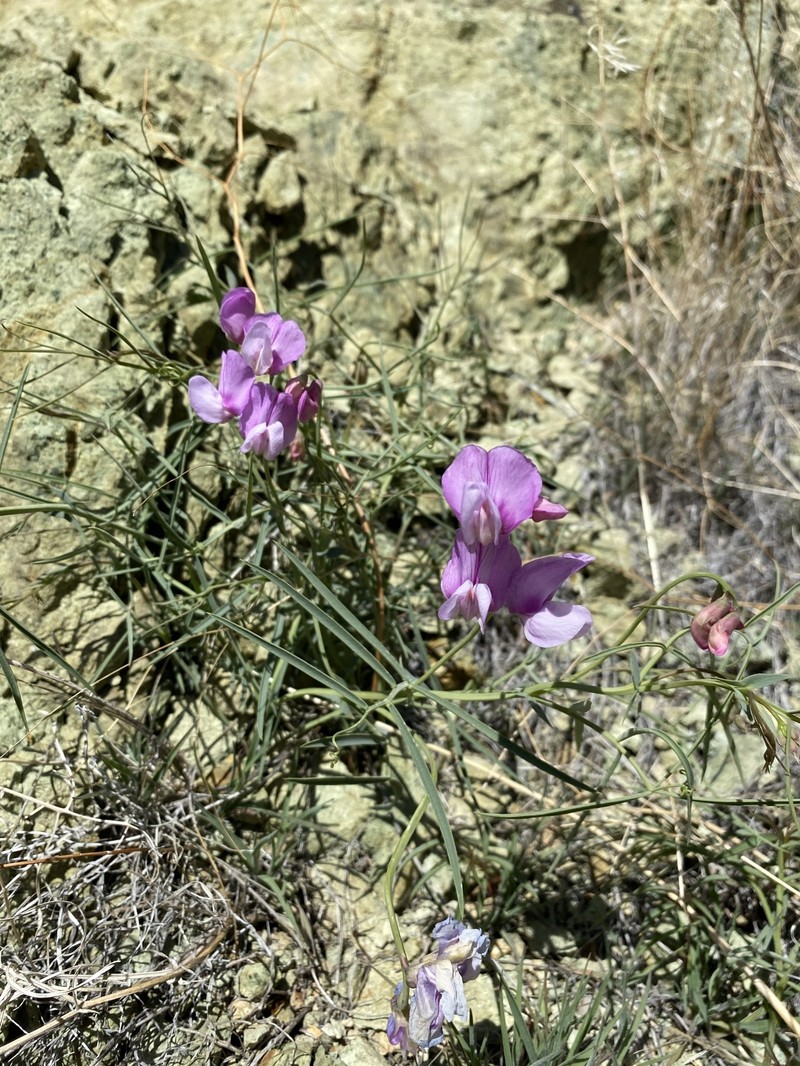 Lathyrus pauciflorus var. pauciflorus photo 4