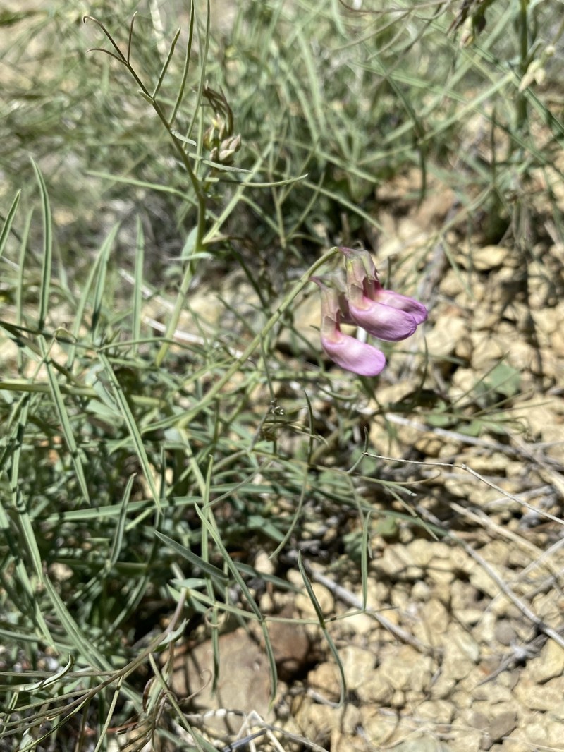 Lathyrus pauciflorus var. pauciflorus photo 5
