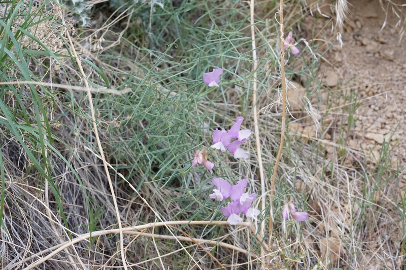 Lathyrus pauciflorus var. pauciflorus photo 7