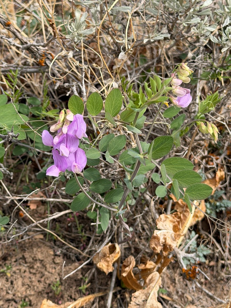 Lathyrus pauciflorus var. utahensis