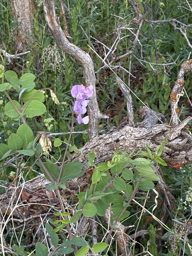Lathyrus pauciflorus var. utahensis photo 2