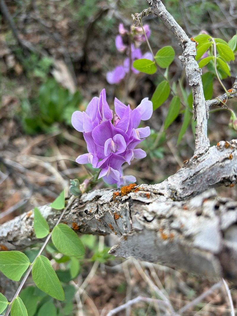 Lathyrus pauciflorus var. utahensis photo 3