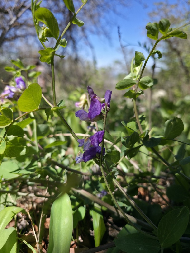 Lathyrus pauciflorus var. utahensis photo 4