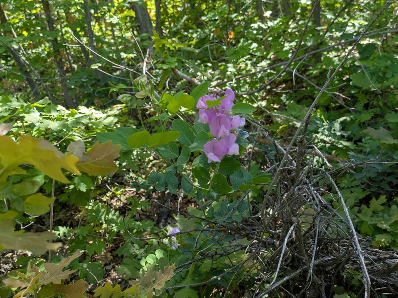 Lathyrus pauciflorus var. utahensis photo 5