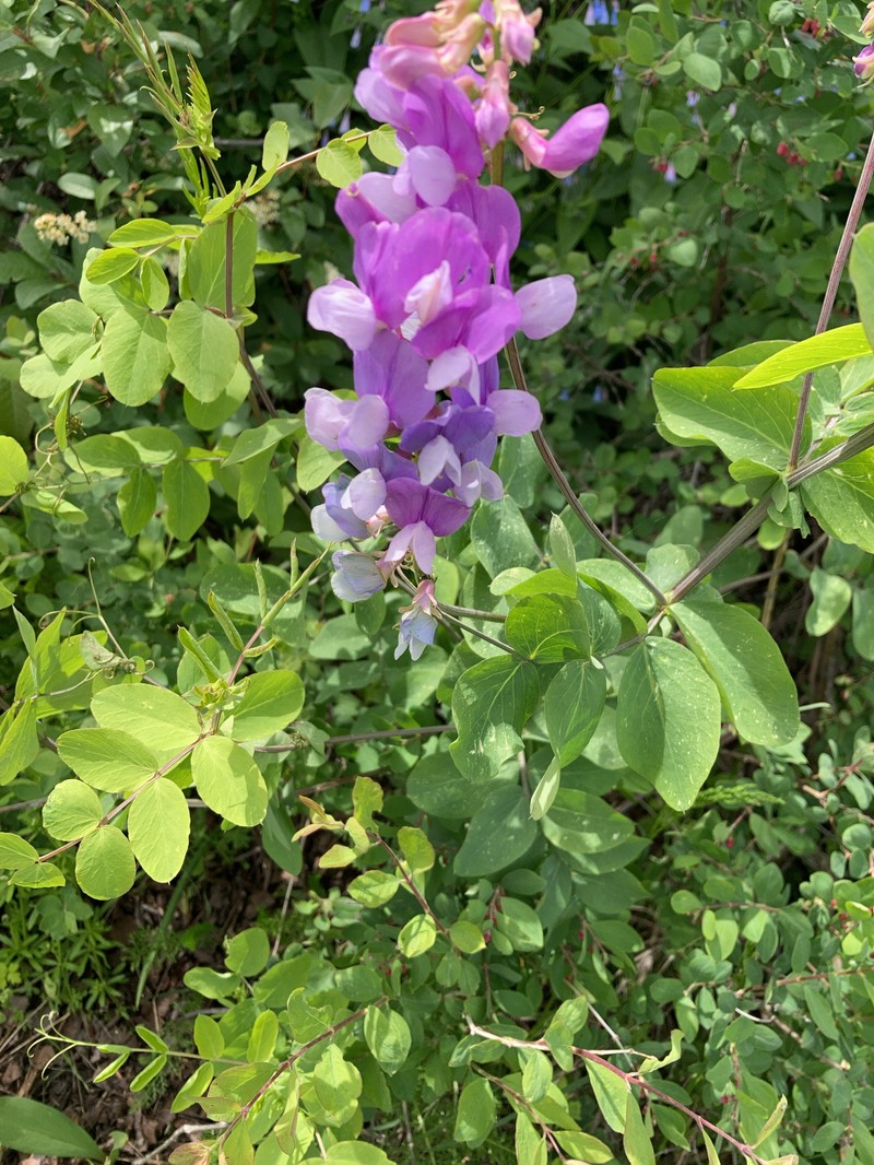 Lathyrus pauciflorus var. utahensis photo 6