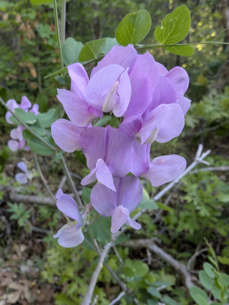 Lathyrus pauciflorus var. utahensis photo 7