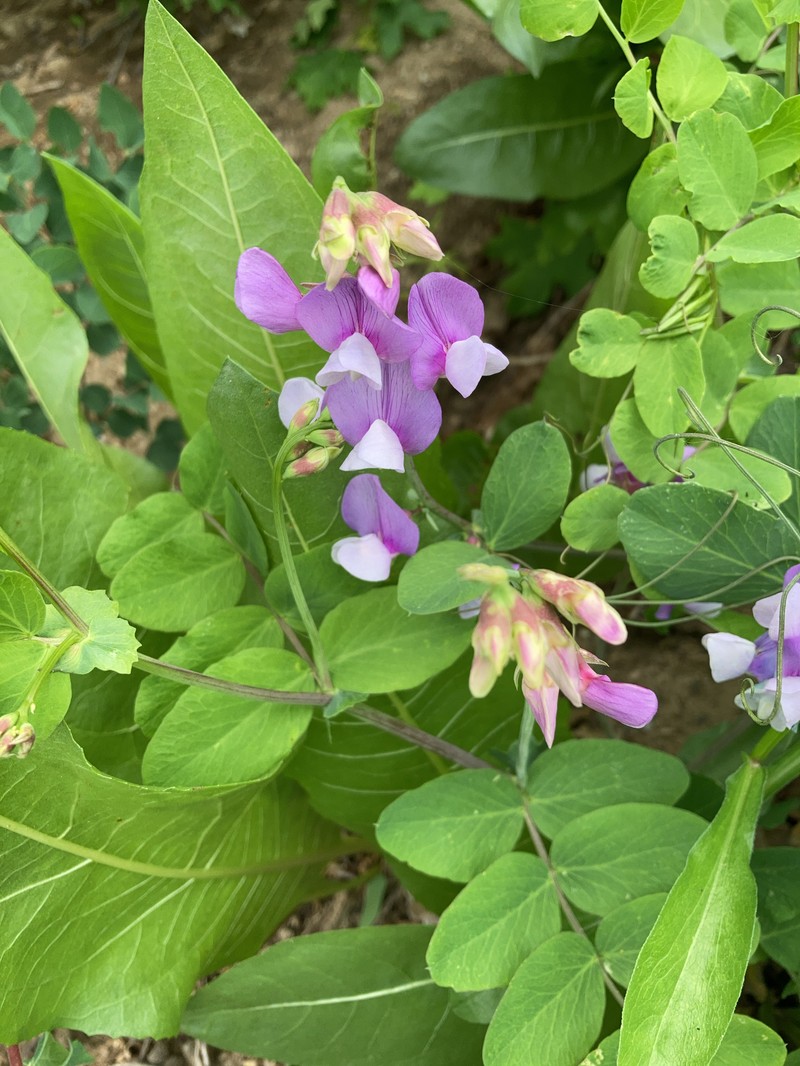 Lathyrus pauciflorus var. utahensis photo 8
