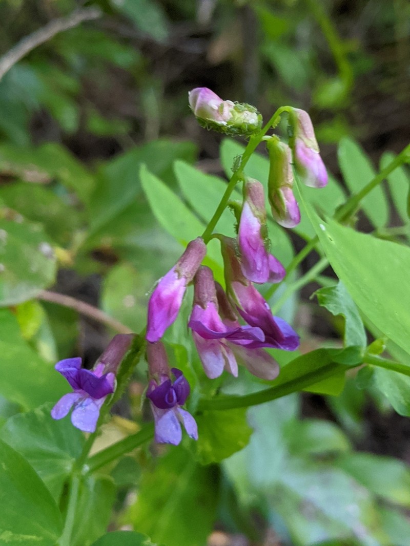 Leafy Pea photo 3