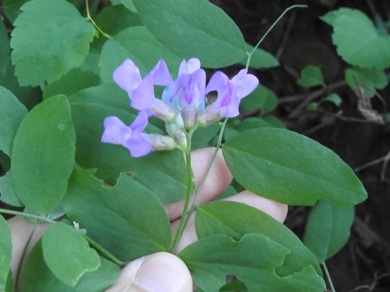 Leafy Pea photo 4
