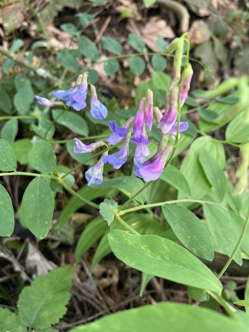 Leafy Pea photo 5