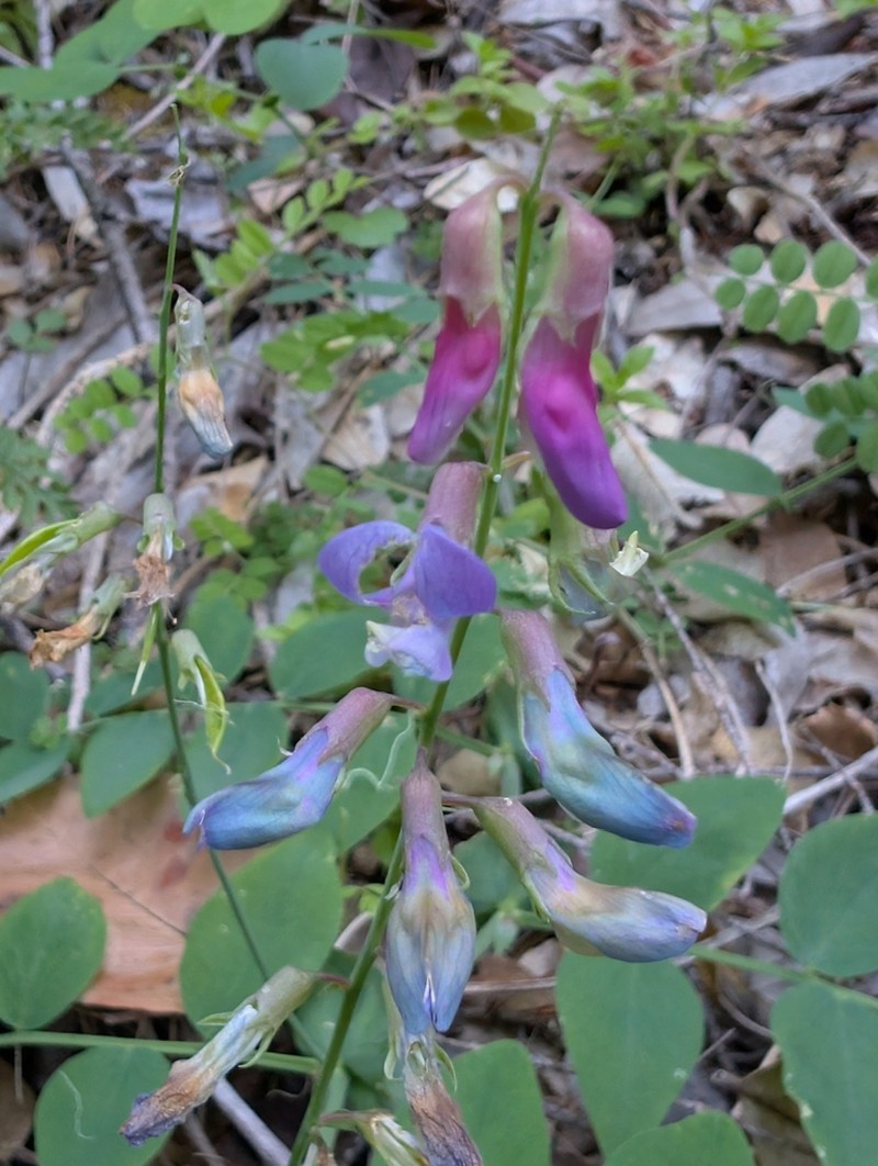 Leafy Pea photo 6