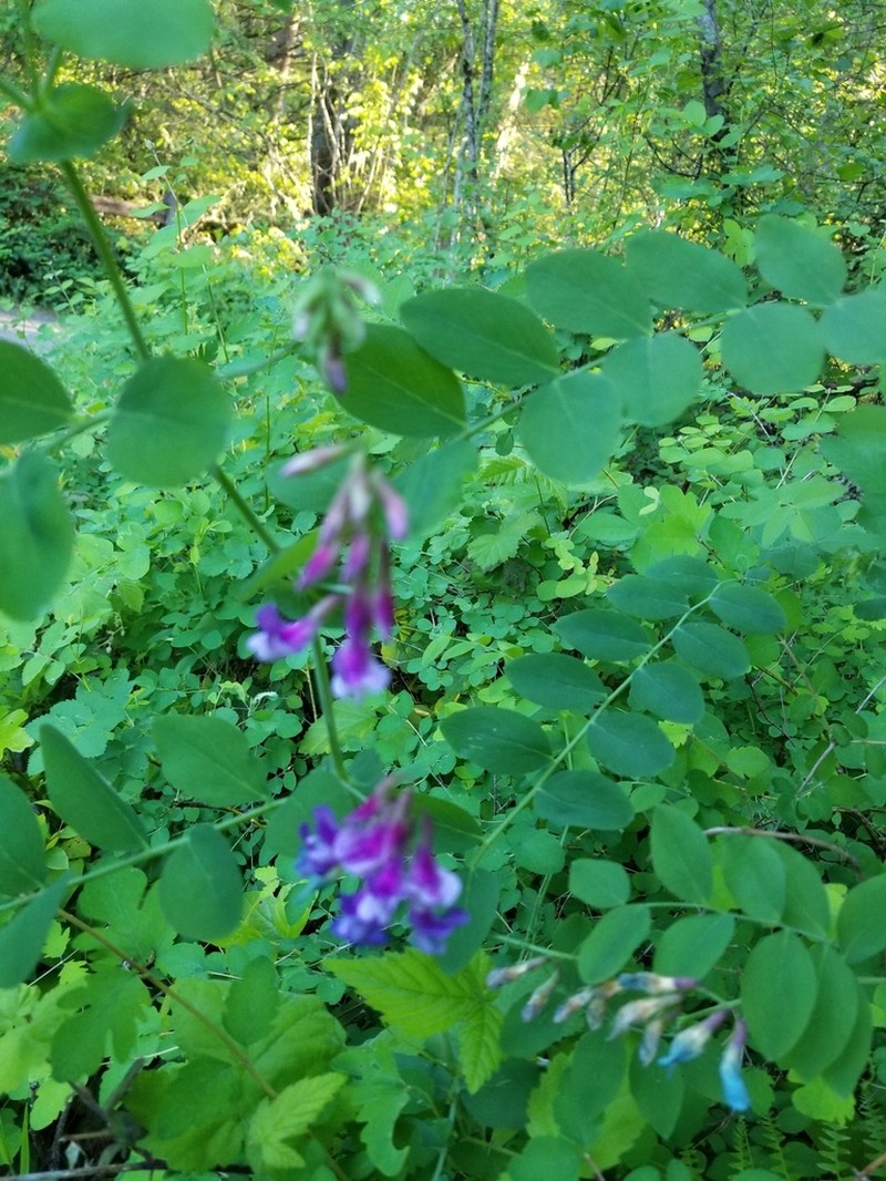 Leafy Pea photo 8