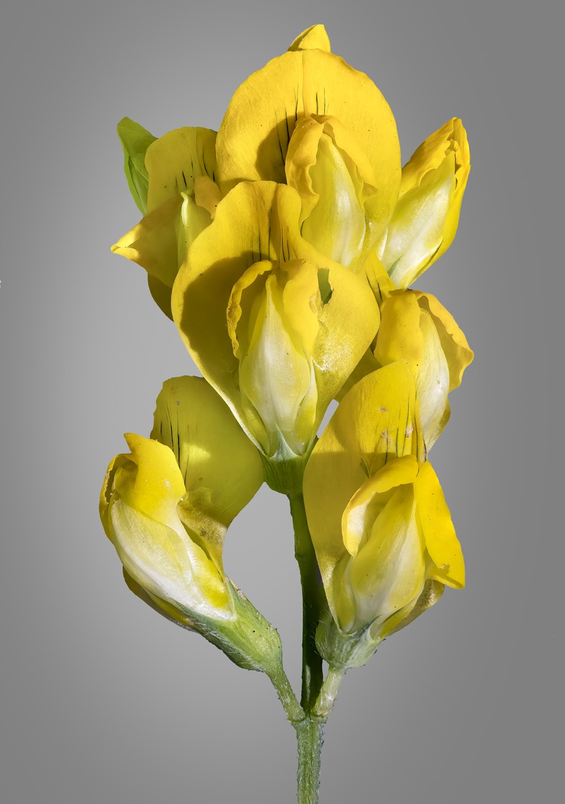 Meadow Pea photo 2