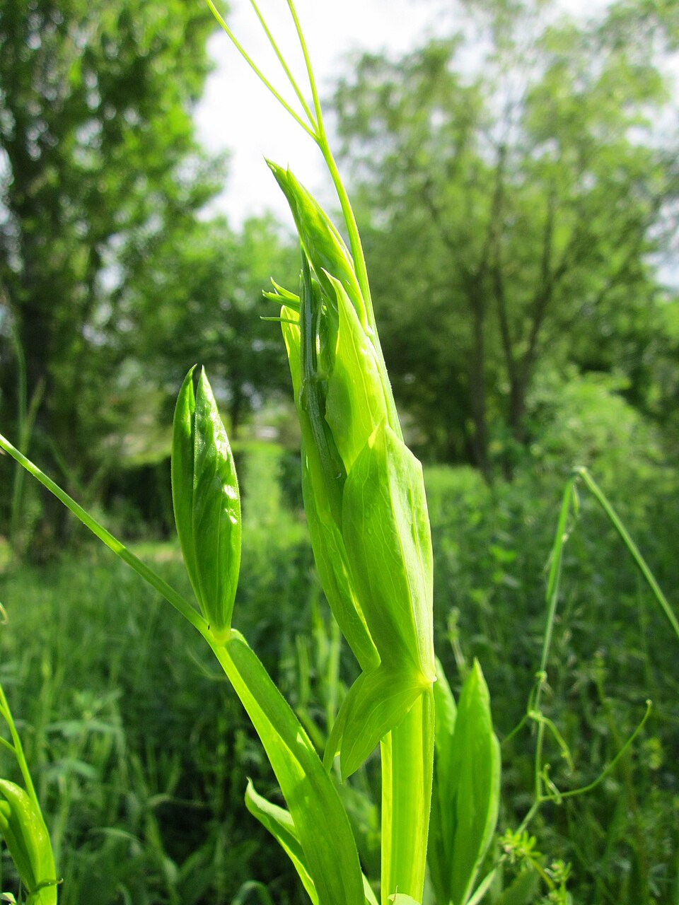 Meadow Pea photo 3