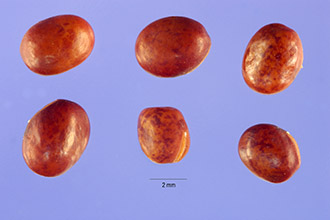 Meadow Pea photo 4