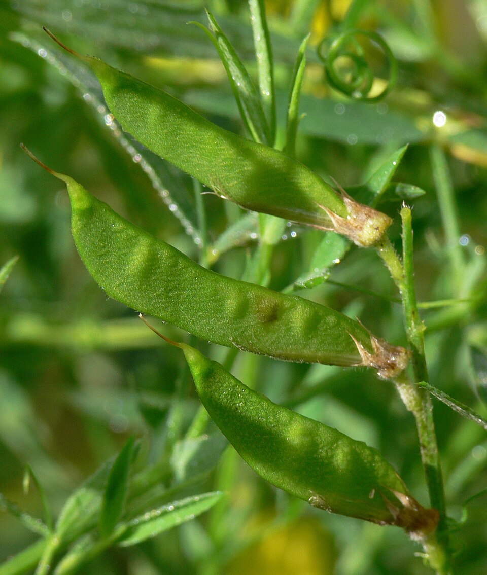 Meadow Pea photo 5