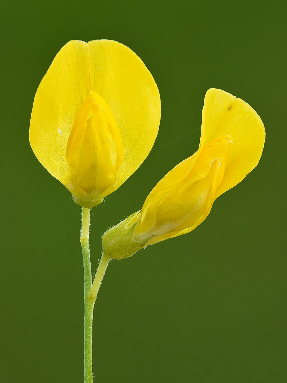 Meadow Pea photo 6