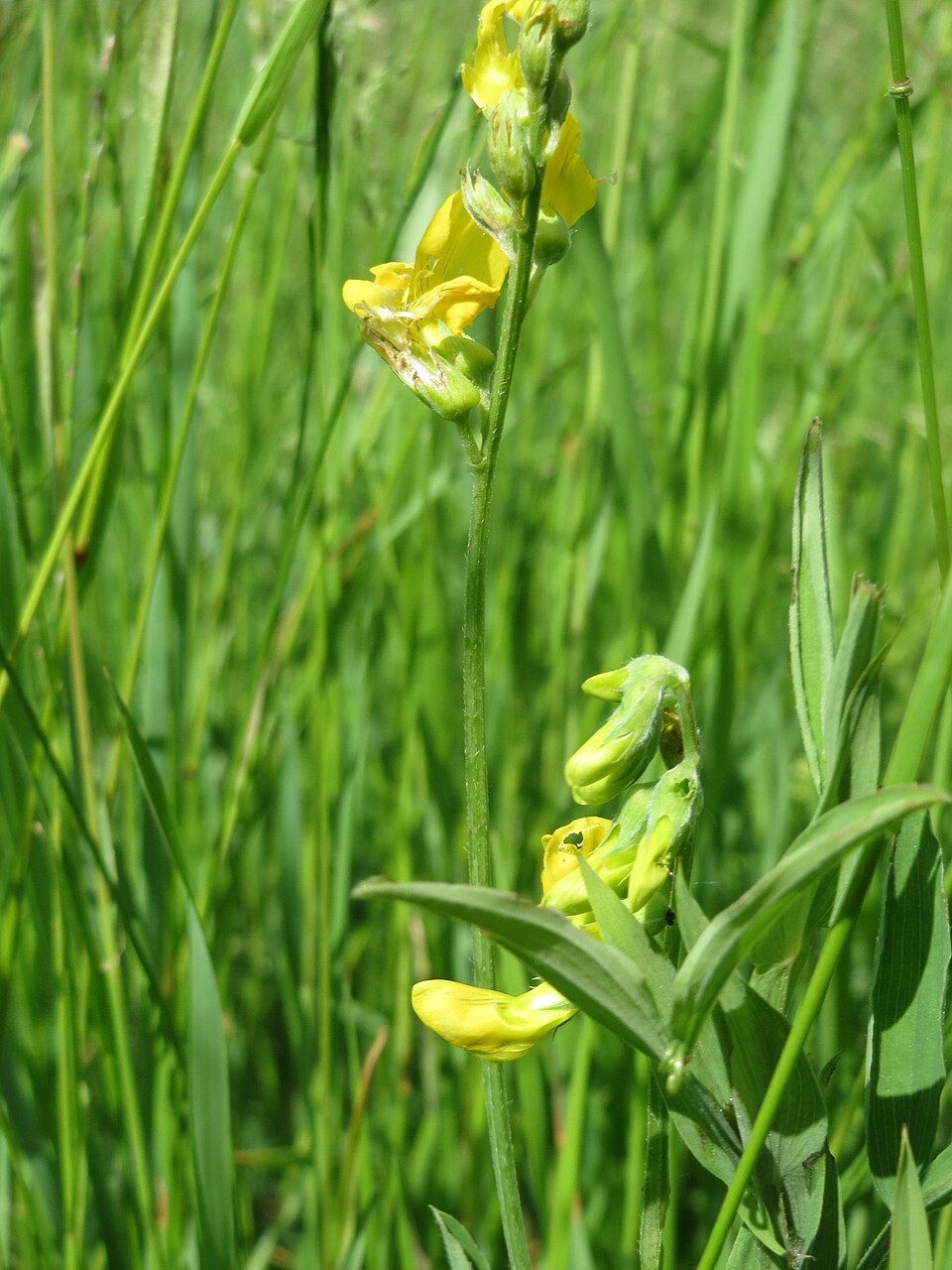 Meadow Pea photo 7