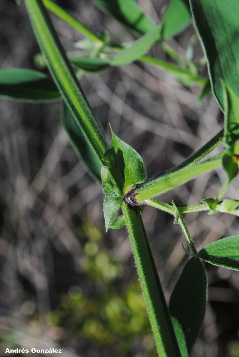 Lathyrus pubescens