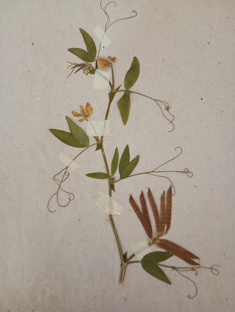 Lathyrus pubescens var. pubescens