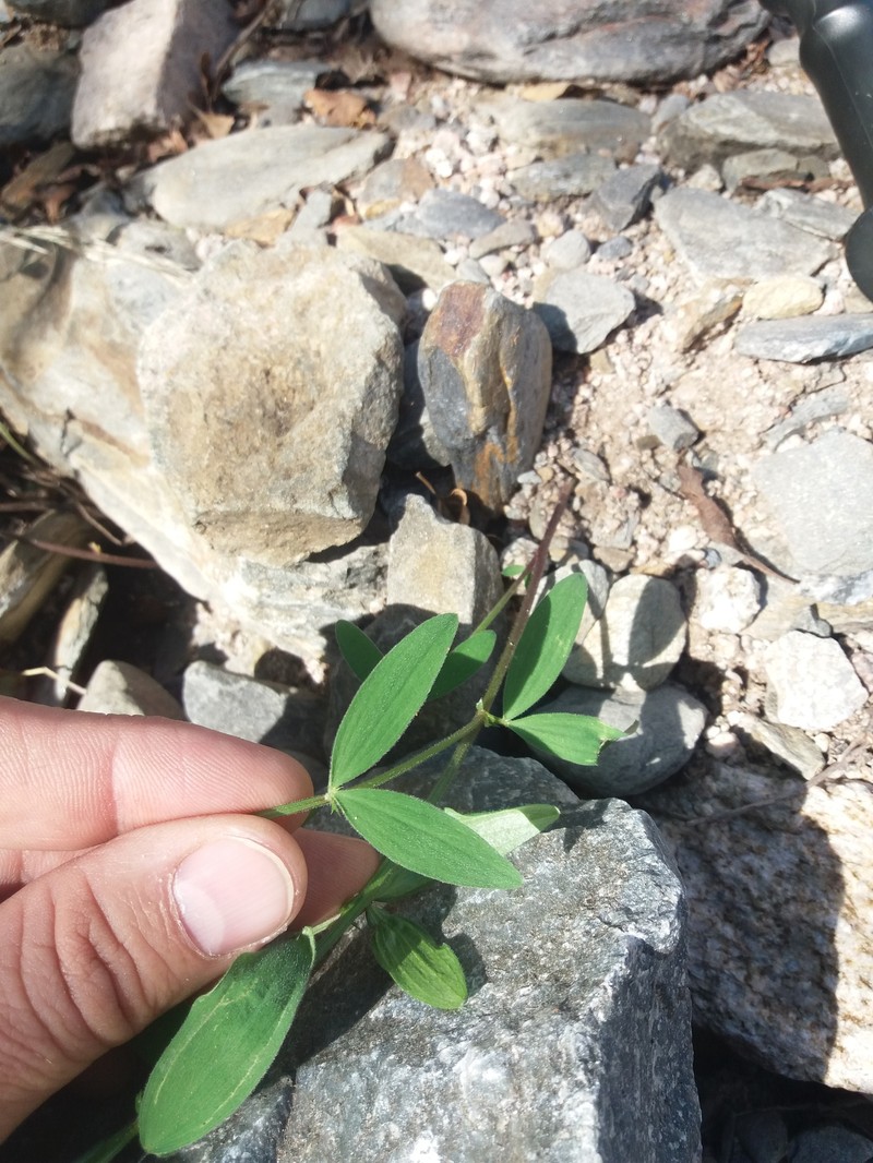 Lathyrus pubescens var. pubescens photo 2