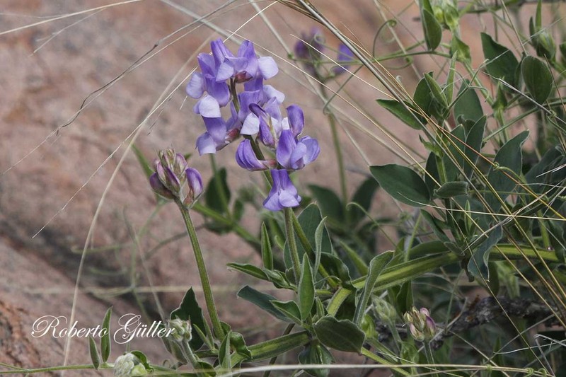 Lathyrus pubescens var. pubescens photo 3