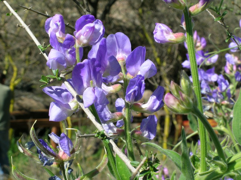 Lathyrus pubescens var. pubescens photo 4