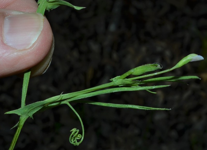 Tiny Pea photo 2