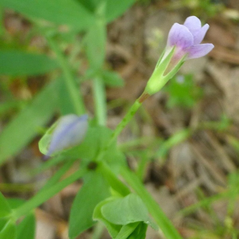 Tiny Pea photo 4
