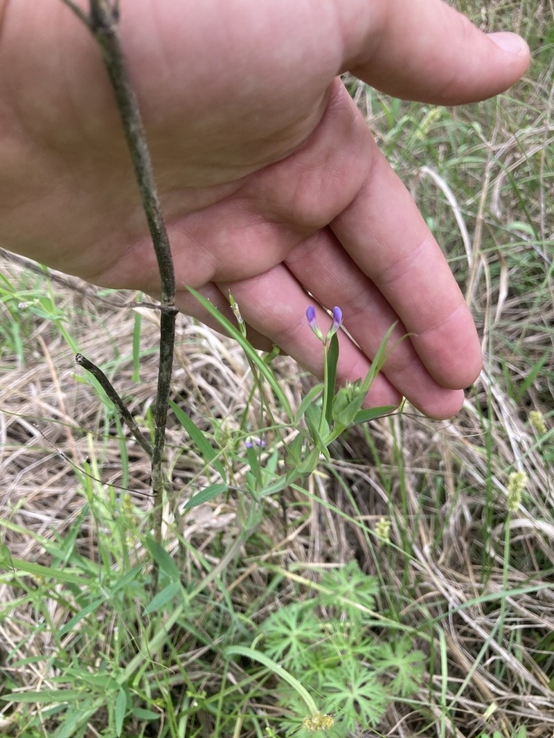 Tiny Pea photo 5