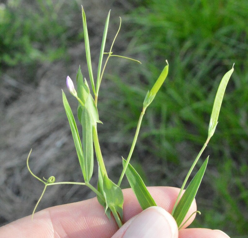Tiny Pea photo 6