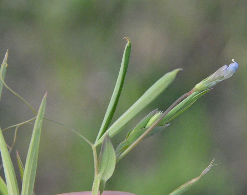 Tiny Pea photo 7